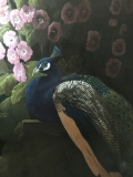 Blue Peacock with  hollystocks